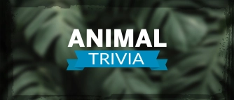 Гра: Цікаві факти про тварин