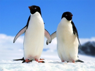 Гра: Головоломка пінгвінів