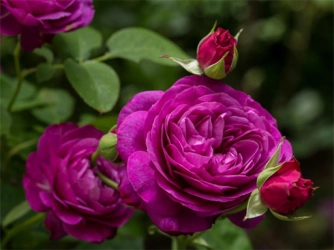 Гра: Пазл фіолетових троянд