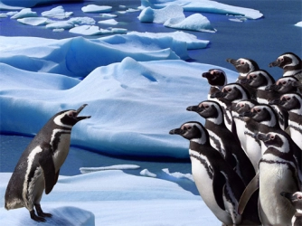 Гра: Пінгвіни Слайд