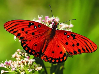 Гра: Природа Метелик Пазл
