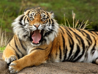 Гра: Тварини Тигр Пазл